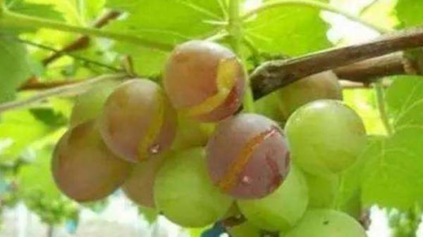 葡萄為什么會裂開 葡萄怎么保存時間長