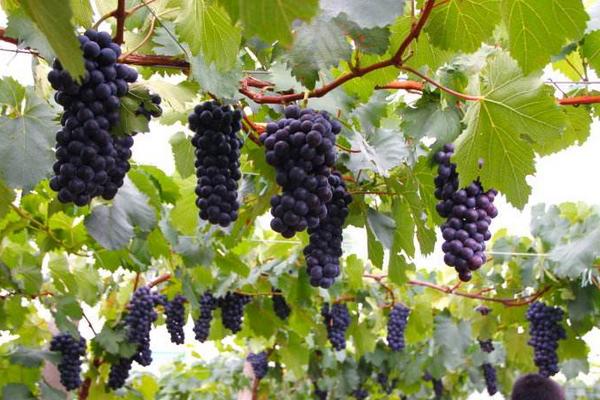 葡萄像什么 葡萄有哪些品種