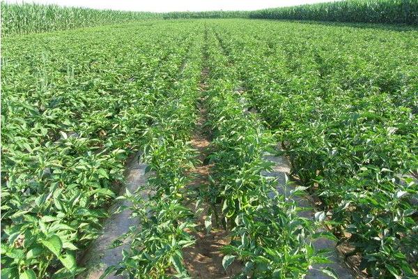 辣椒用什么肥料最好 如何讓辣椒多坐果