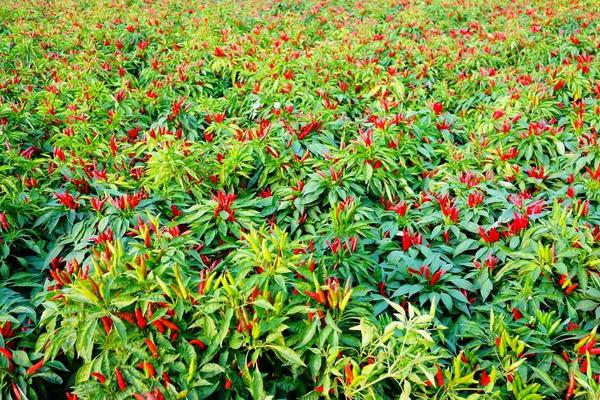 辣椒用什么肥料最好 如何讓辣椒多坐果