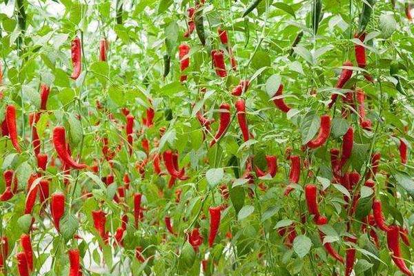 辣椒用什么肥料最好 如何讓辣椒多坐果