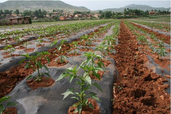 辣椒用什么肥料最好 如何讓辣椒多坐果