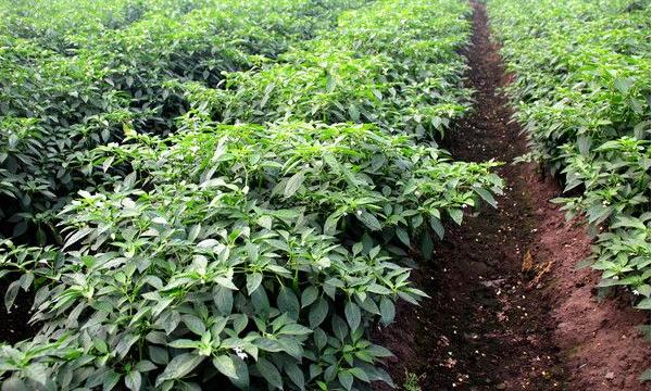 辣椒用什么肥料最好 如何讓辣椒多坐果