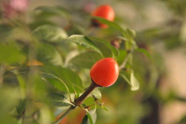 紫色的辣椒是什么品種 辣椒有多少種