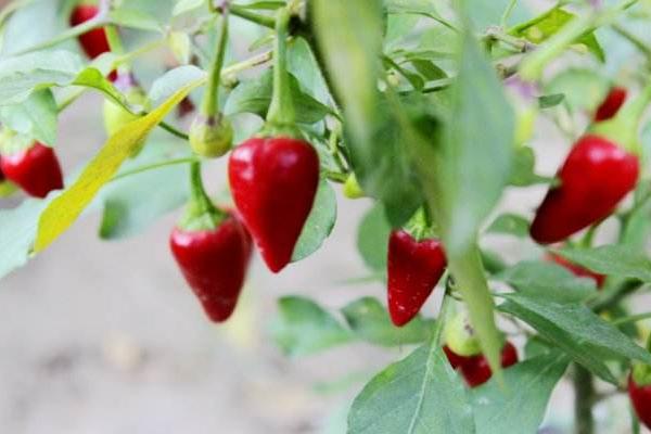 紫色的辣椒是什么品種 辣椒有多少種