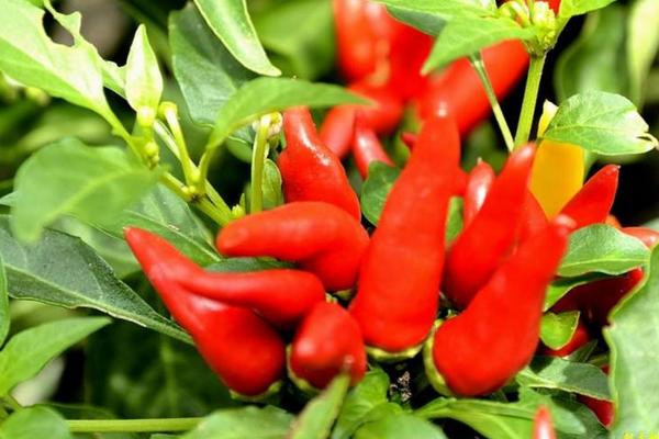 紫色的辣椒是什么品種 辣椒有多少種