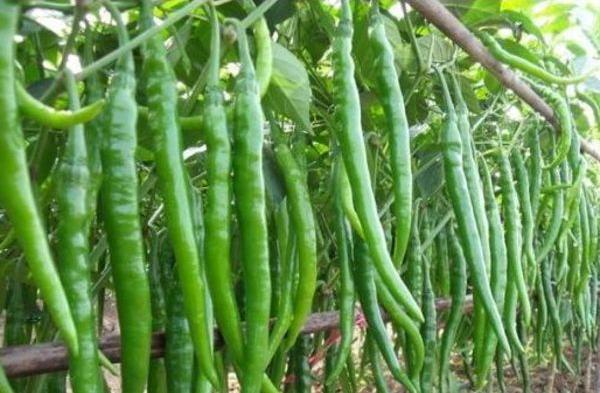 紫色的辣椒是什么品種 辣椒有多少種