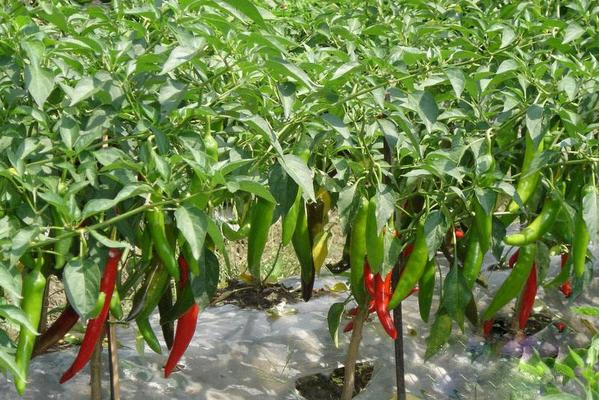 紫色的辣椒是什么品種 辣椒有多少種