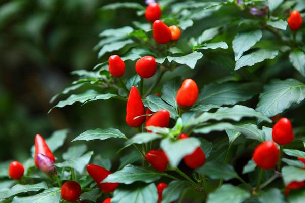 紫色的辣椒是什么品種 辣椒有多少種