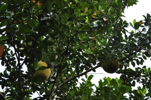 菠蘿蜜樹幾年可以結(jié)果 菠蘿蜜產(chǎn)地在哪里