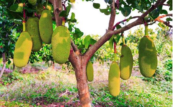 菠蘿蜜樹幾年可以結(jié)果 菠蘿蜜產(chǎn)地在哪里