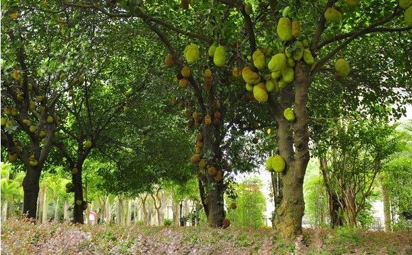 菠蘿蜜樹幾年可以結(jié)果 菠蘿蜜產(chǎn)地在哪里