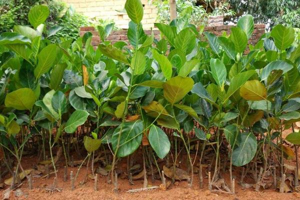 菠蘿蜜樹幾年可以結(jié)果 菠蘿蜜產(chǎn)地在哪里