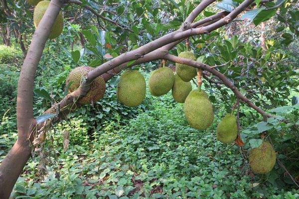 菠蘿蜜樹幾年可以結(jié)果 菠蘿蜜產(chǎn)地在哪里