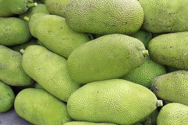 菠蘿蜜怎么打開 菠蘿蜜能放多久