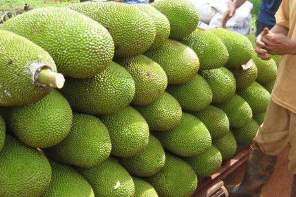 菠蘿蜜怎么打開 菠蘿蜜能放多久