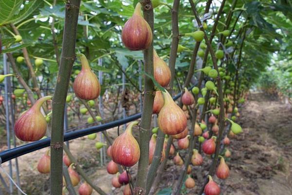 無花果施什么肥好 無花果黃葉怎么處理