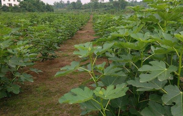 無花果施什么肥好 無花果黃葉怎么處理