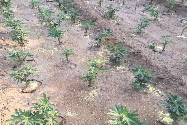 無花果施什么肥好 無花果黃葉怎么處理