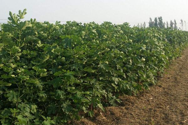 無花果施什么肥好 無花果黃葉怎么處理