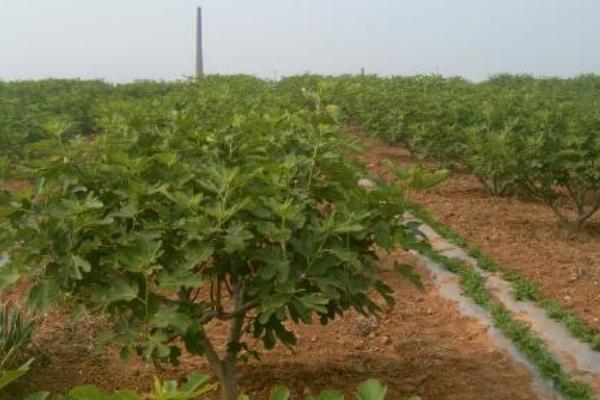 無花果施什么肥好 無花果黃葉怎么處理