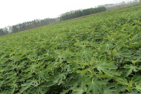 無花果什么季節(jié)種植好 無花果適合什么地方種植