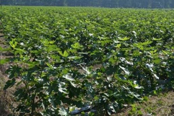 無花果什么季節種植好 無花果適合什么地方種植