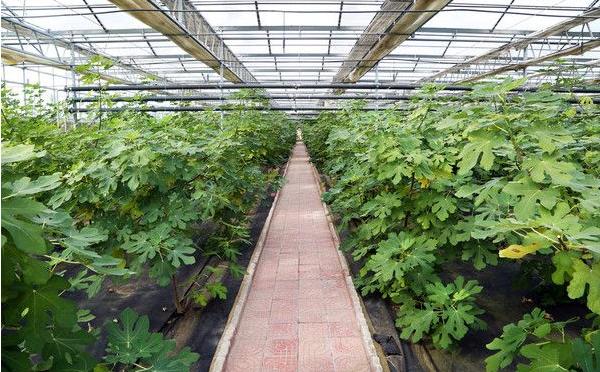 無花果什么季節種植好 無花果適合什么地方種植