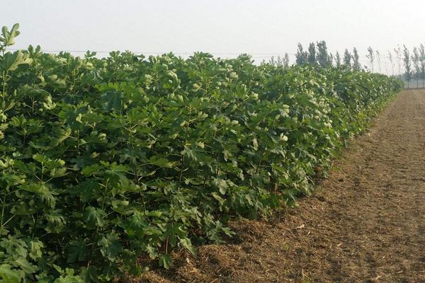 無花果什么季節種植好 無花果適合什么地方種植