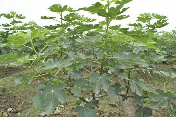無花果什么季節種植好 無花果適合什么地方種植