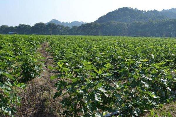 無花果什么季節種植好 無花果適合什么地方種植