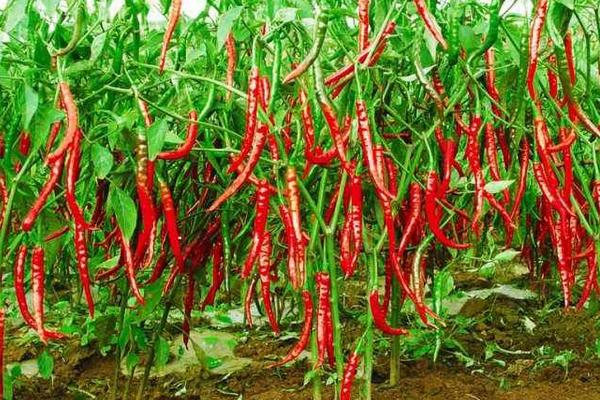 辣椒用什么肥料最好 如何讓辣椒多坐果