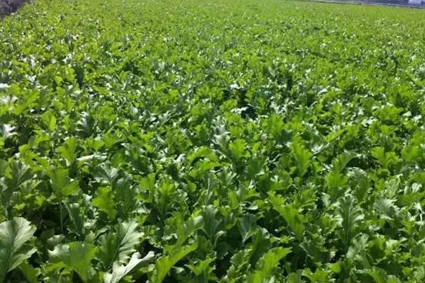 雪菜是什么菜 新鮮的雪菜能直接炒嗎