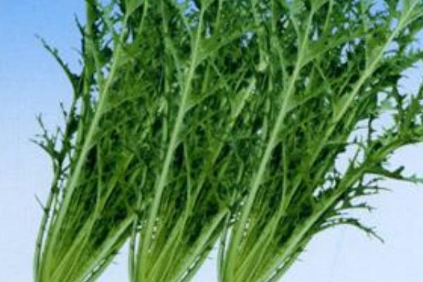 雪菜是什么菜 新鮮的雪菜能直接炒嗎