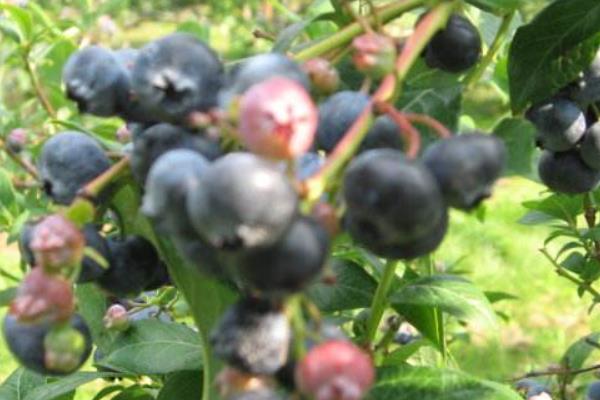 藍莓種植一畝的成本是多少 藍莓種植適合什么地方