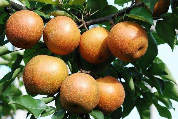 金秋梨功效與作用 金秋梨產地在哪里