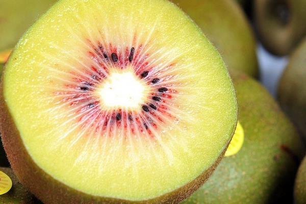 紅心獼猴桃是轉(zhuǎn)基因嗎 紅心獼猴桃和黃心獼猴桃哪個(gè)好