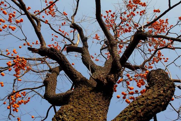 柿子樹幾年結(jié)果 柿子樹掉果怎么辦