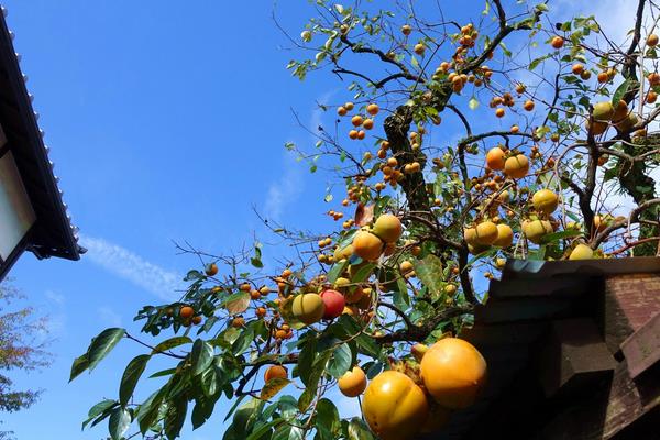 柿子樹最怕什么 柿子樹打什么藥