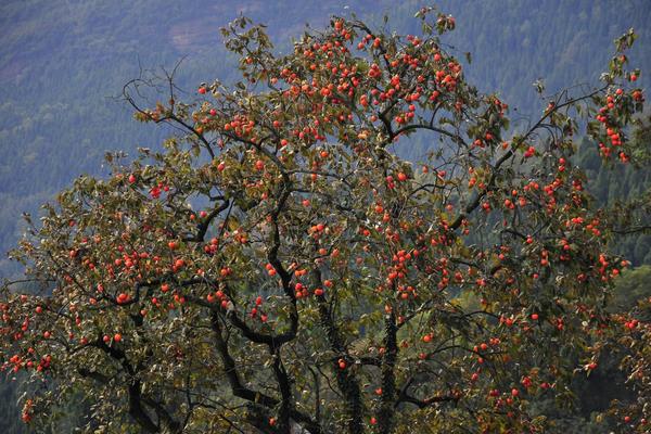 柿子樹最怕什么 柿子樹打什么藥