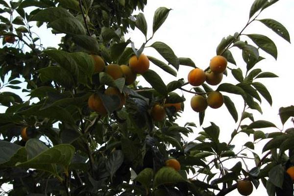 柿子樹最怕什么 柿子樹打什么藥