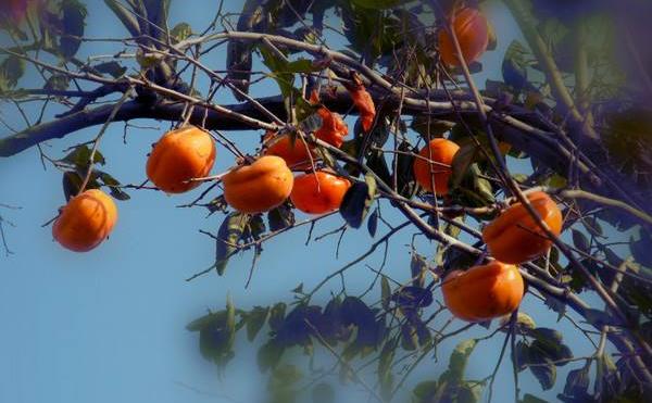 柿子樹最怕什么 柿子樹打什么藥