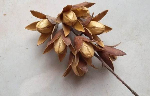 香椿子市場價格多少錢一斤 香椿子怎么吃