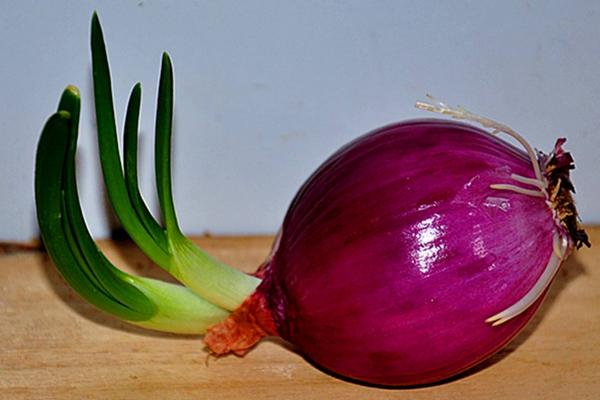 洋蔥能除甲醛嗎 新房放洋蔥有用嗎