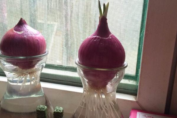 洋蔥能除甲醛嗎 新房放洋蔥有用嗎