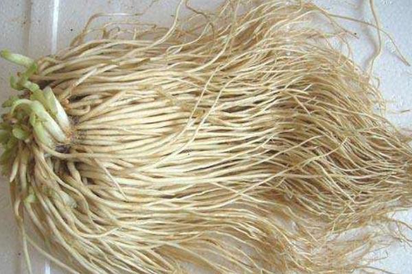 韭菜根的功效與作用及禁忌 韭菜根藥用價(jià)值