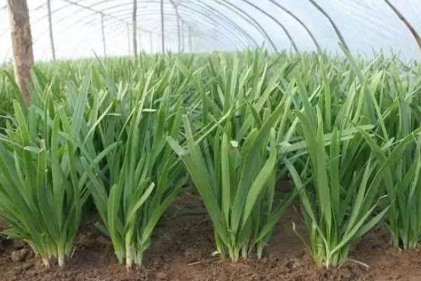 韭菜用什么肥料長(zhǎng)得旺 第一年種的韭菜能割嗎