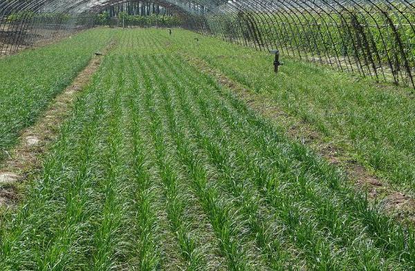 韭菜用什么肥料長得旺 第一年種的韭菜能割嗎