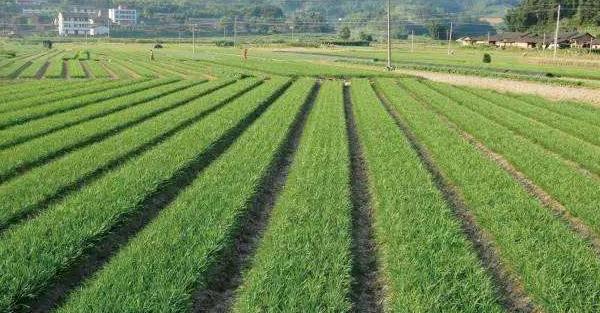 韭菜用什么肥料長得旺 第一年種的韭菜能割嗎