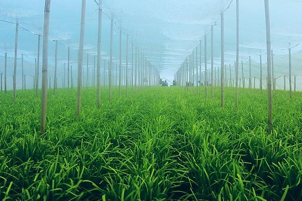 韭菜用什么肥料長得旺 第一年種的韭菜能割嗎